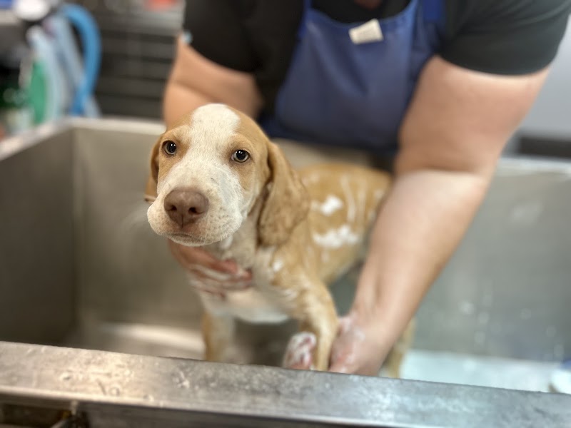 ABC Veterinary Hospital Pacific Beach