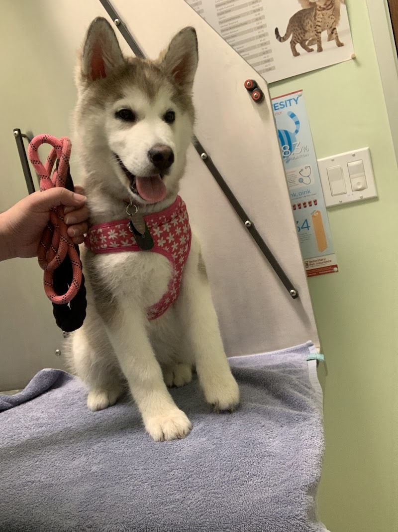 Curtner Pet Clinic & Hospital