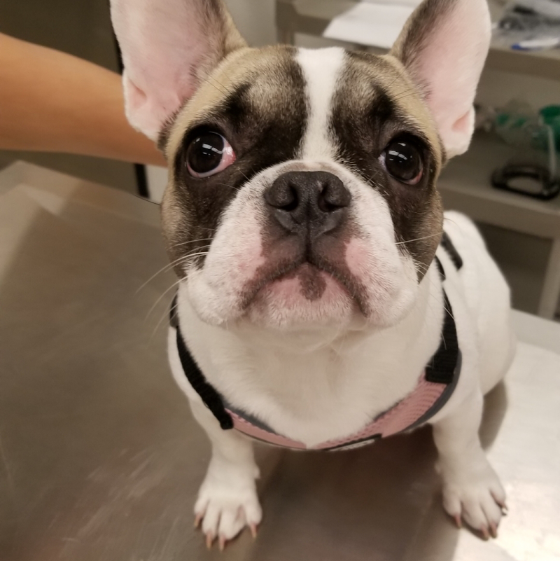 Curtner Pet Clinic & Hospital
