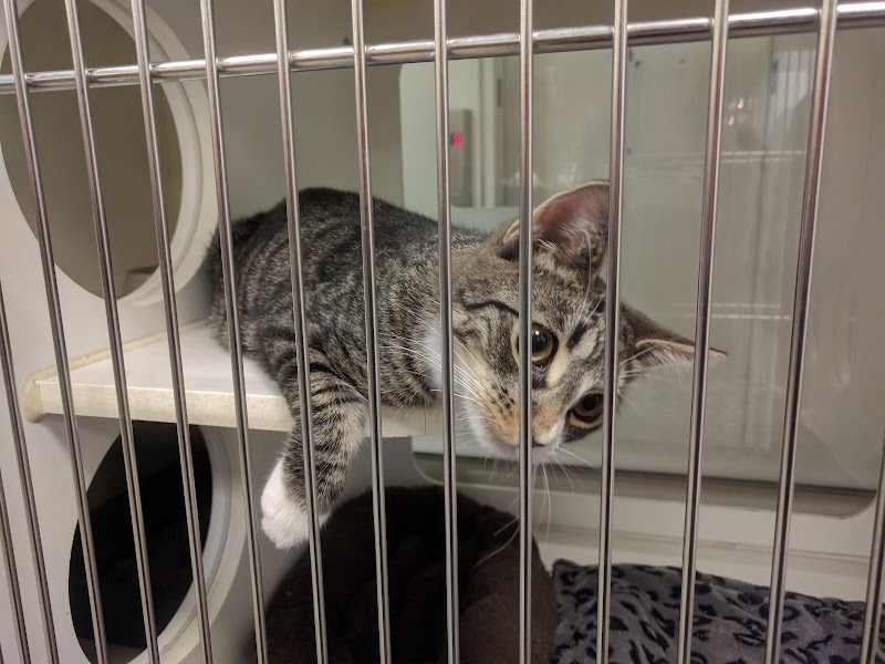 West Chelsea Veterinary