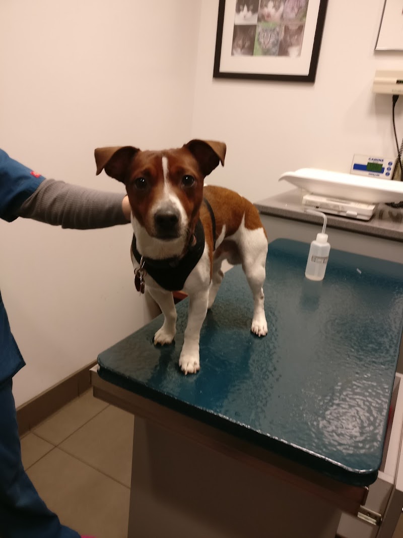 West Chelsea Veterinary