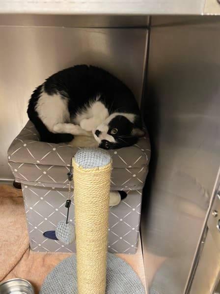 VCA Almaden Valley Animal Hospital
