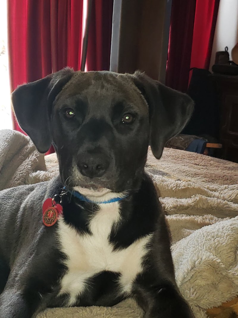Black Mountain Animal Hospital - Rancho Peñasquitos, San Diego Veterinarian