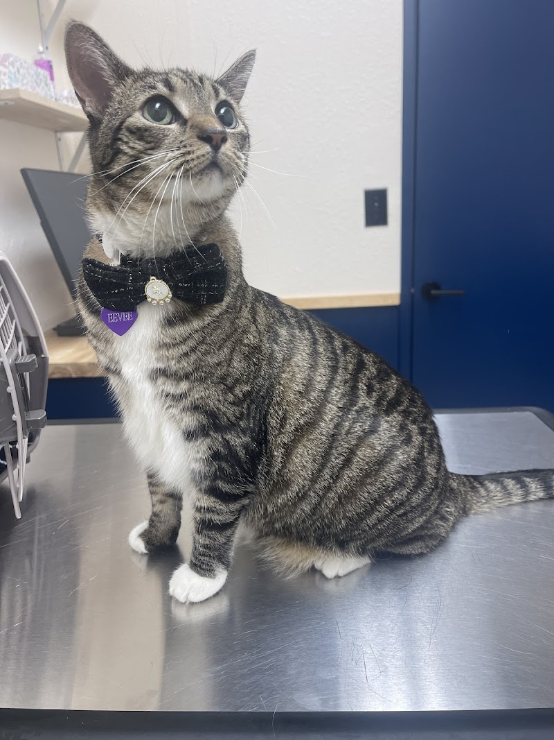 Black Mountain Animal Hospital - Rancho Peñasquitos, San Diego Veterinarian