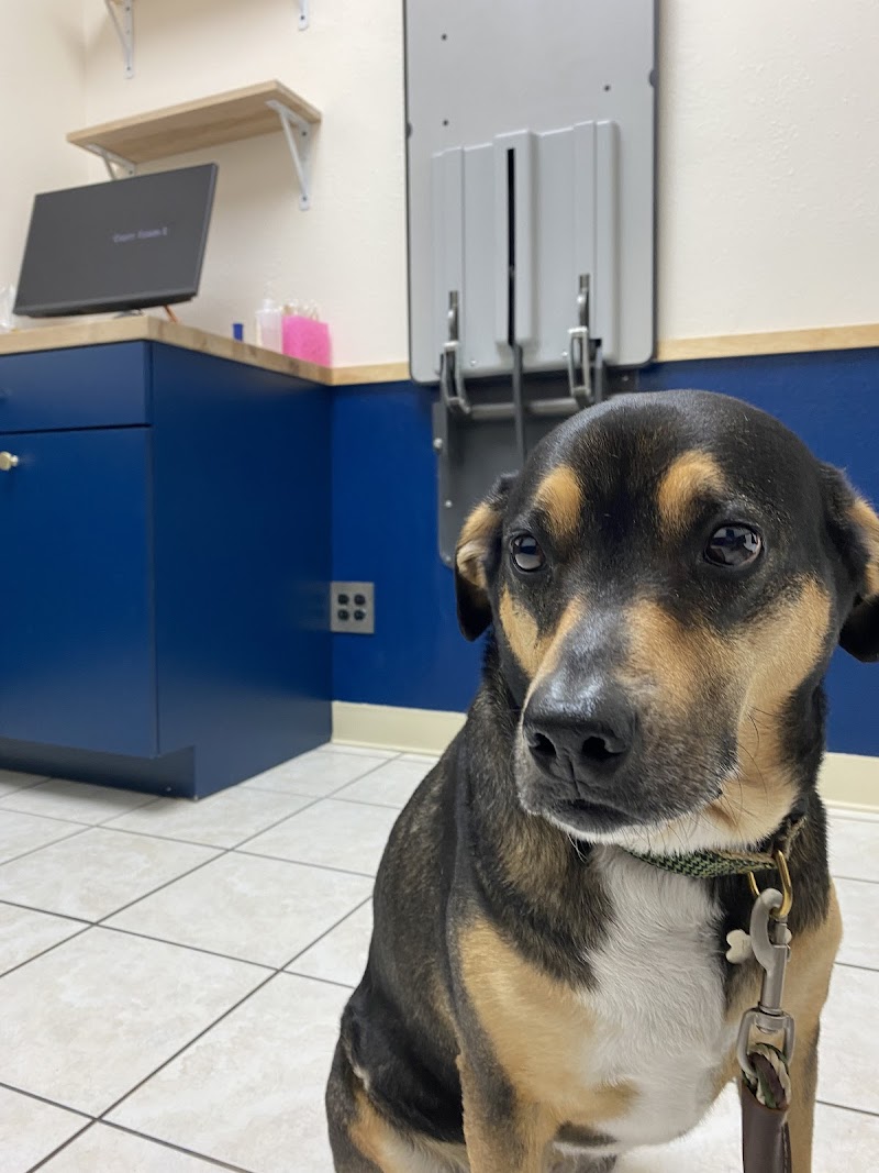 Black Mountain Animal Hospital - Rancho Peñasquitos, San Diego Veterinarian
