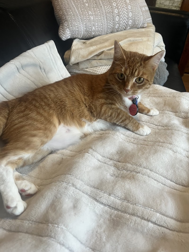 Pet Derm: Allergy, Skin, and Ear Specialists