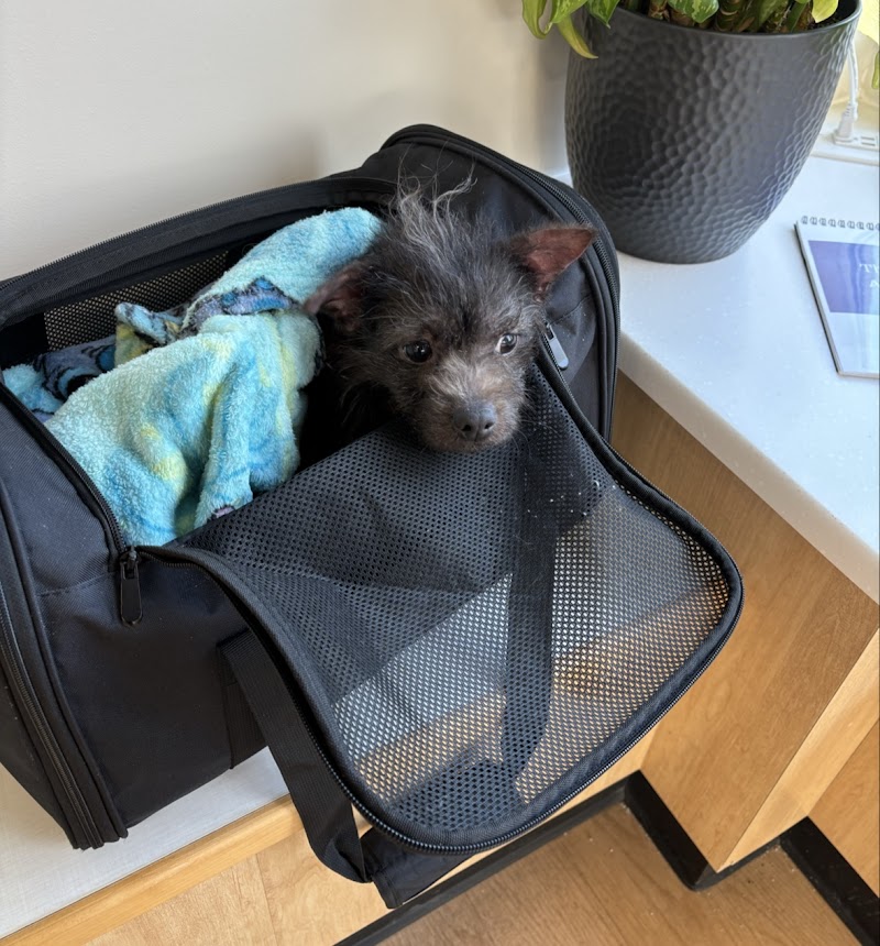 Pet Derm: Allergy, Skin, and Ear Specialists
