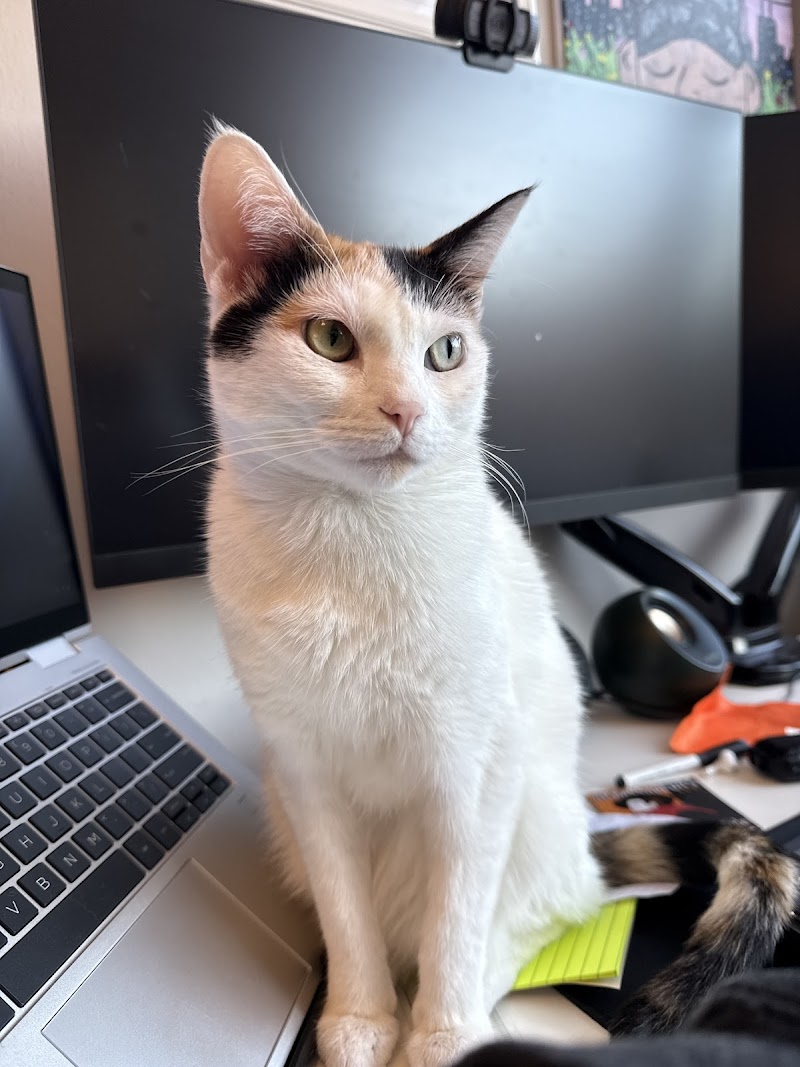 Pet Derm: Allergy, Skin, and Ear Specialists