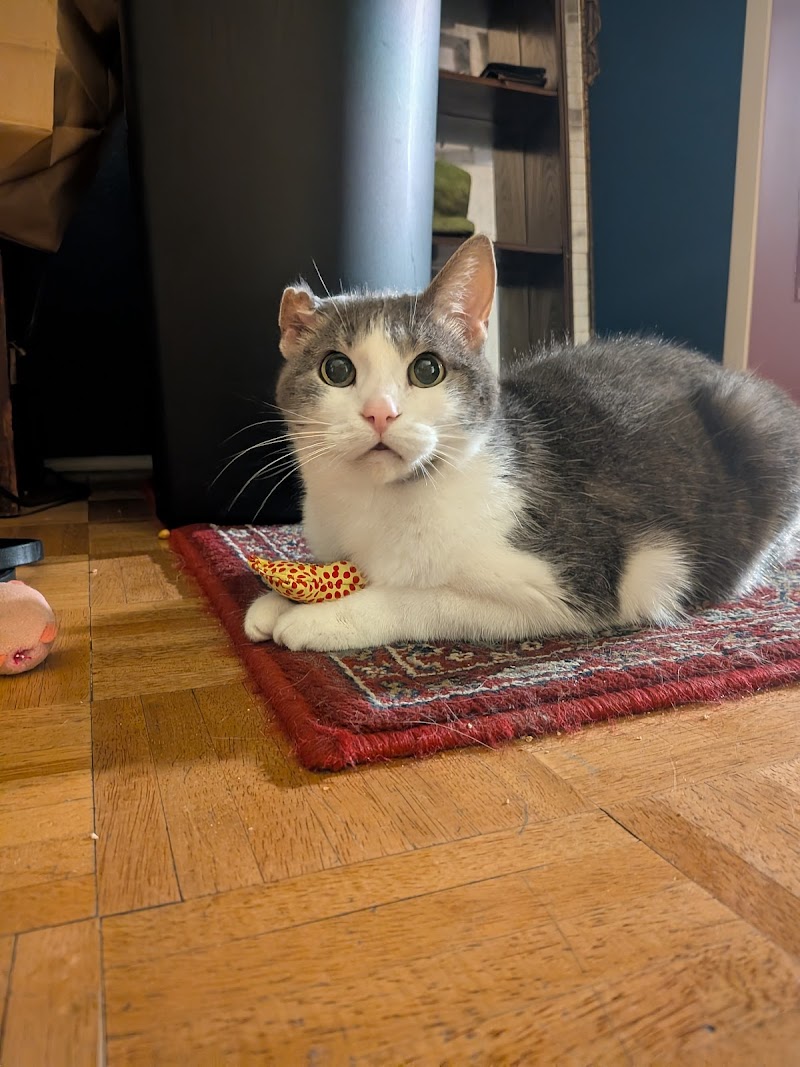 Cedar Mill Veterinary Hospital