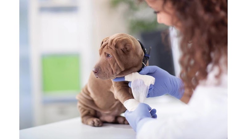 Affordable Animal Emergency Clinic - Auburn