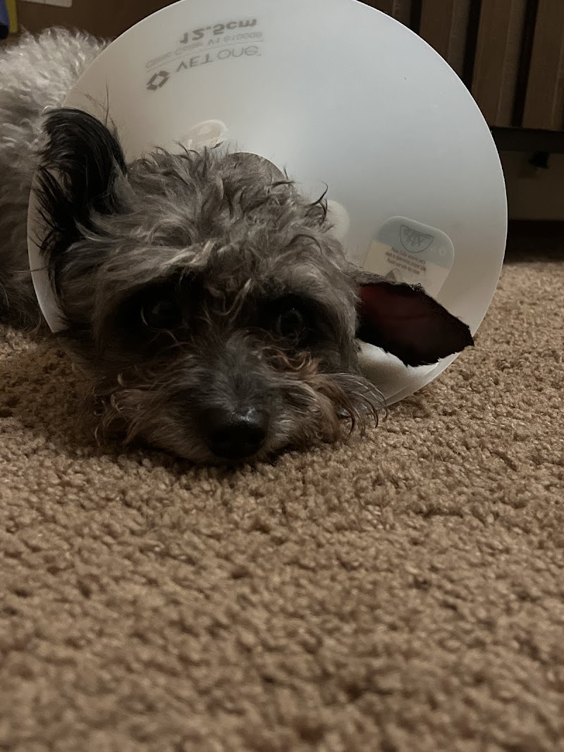 Affordable Animal Emergency Clinic