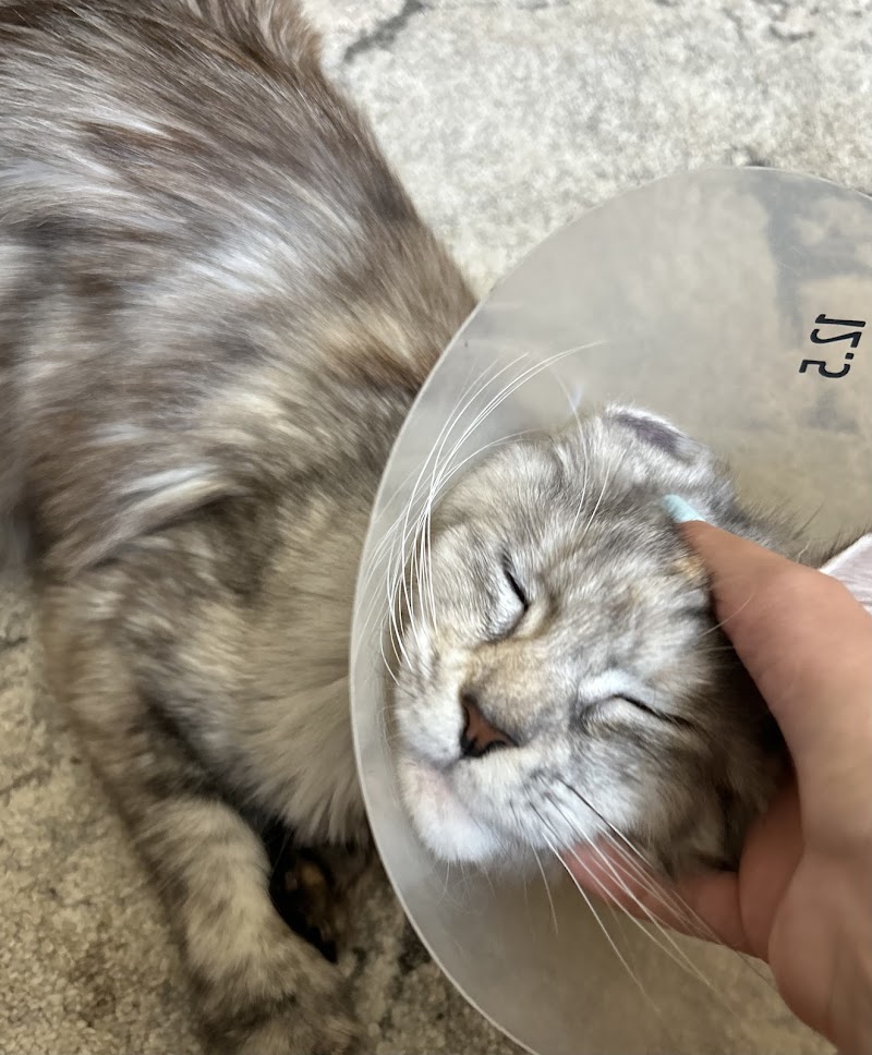 Berkeley Animal Hospital