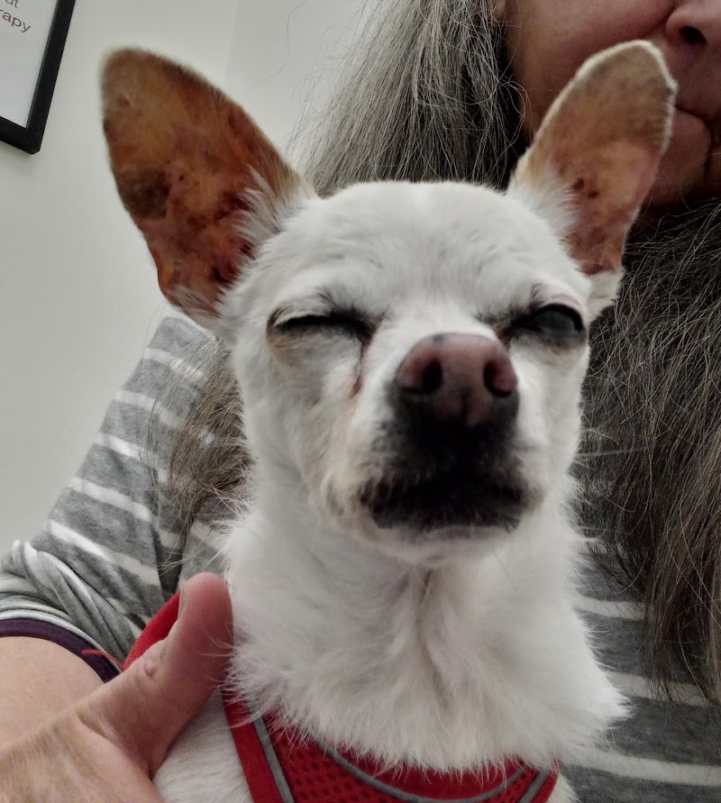 Berkeley Animal Hospital