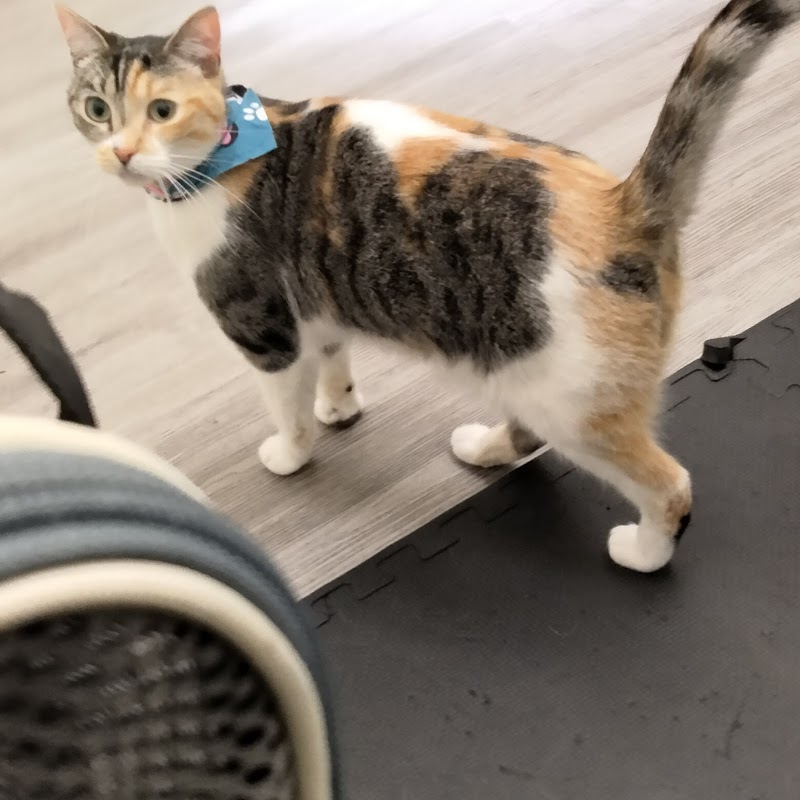 Berkeley Animal Hospital