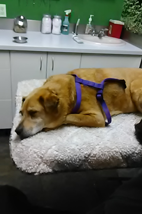 Brooklyn Veterinary Group