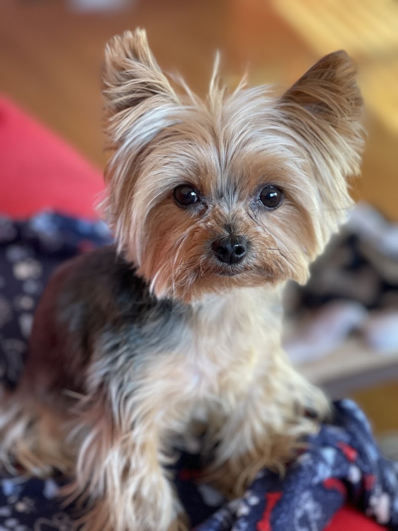 Brooklyn Veterinary Group