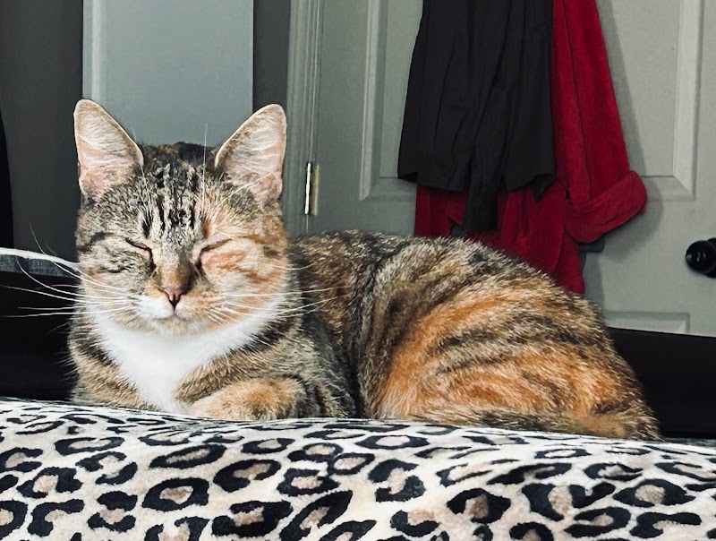 Brooklyn Veterinary Group