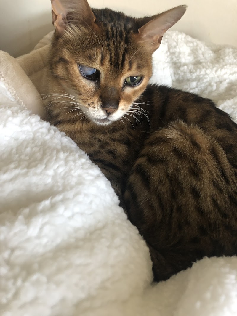 Brooklyn Veterinary Group