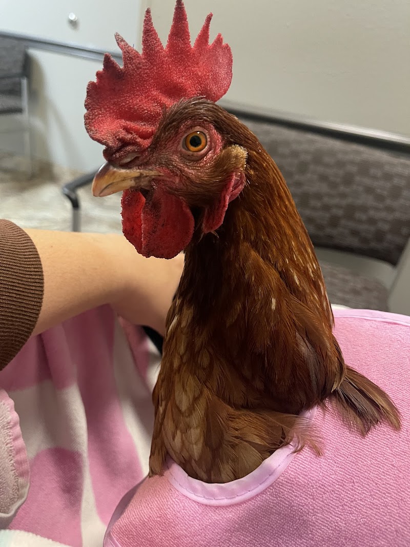 VCA Animal Emergency Hospital Southeast