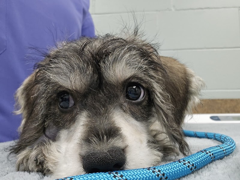 Northwest Animal Hospital