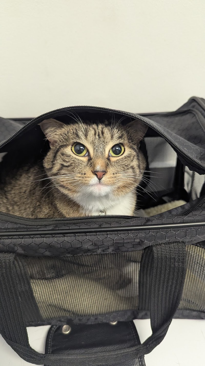Northeast Veterinary Hospital