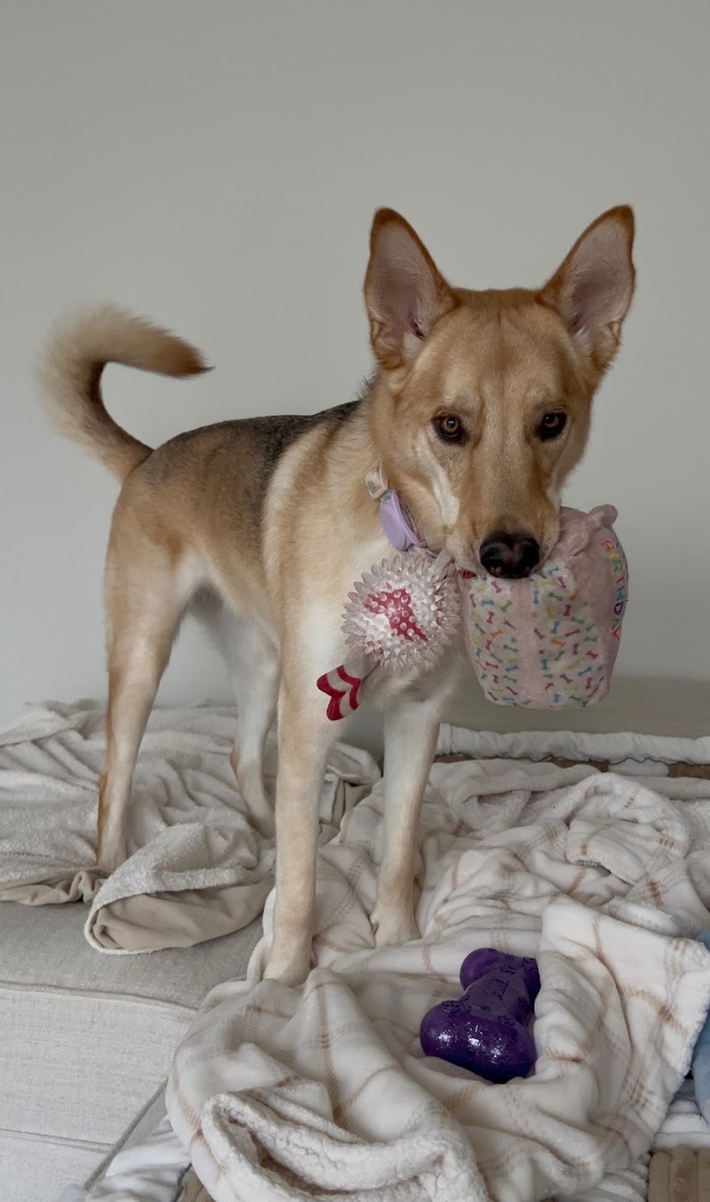 Pasternak Veterinary Center