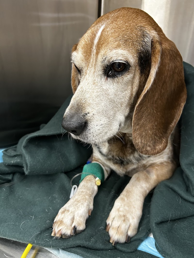 MedVet Austin