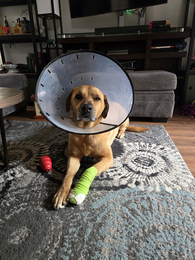MedVet Austin