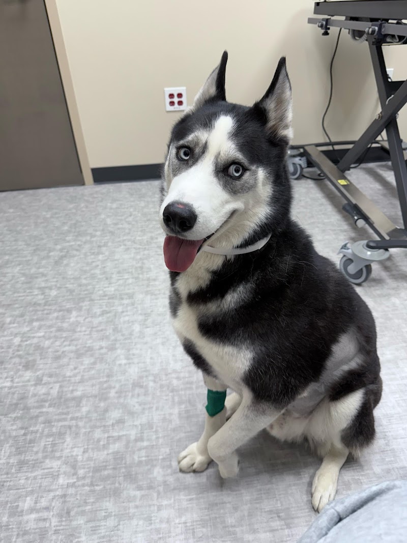 MedVet Austin