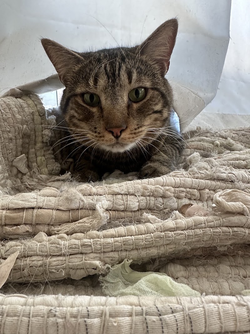 Pet Check Urgent Care