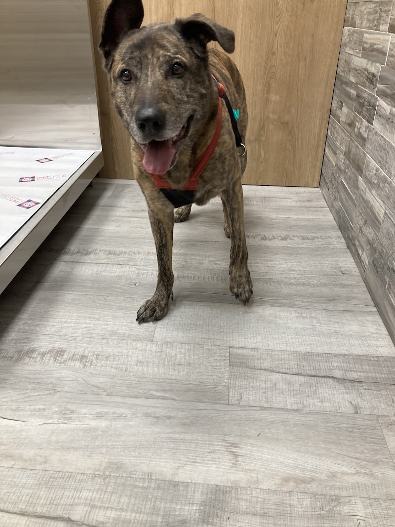 Pet Check Urgent Care