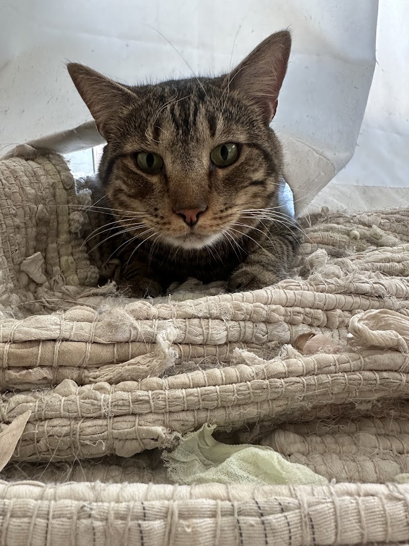 Pet Check Urgent Care