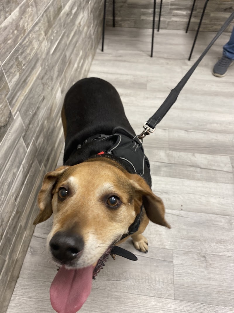 Pet Check Urgent Care