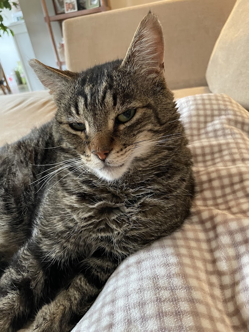 Fern Hill Veterinary Care