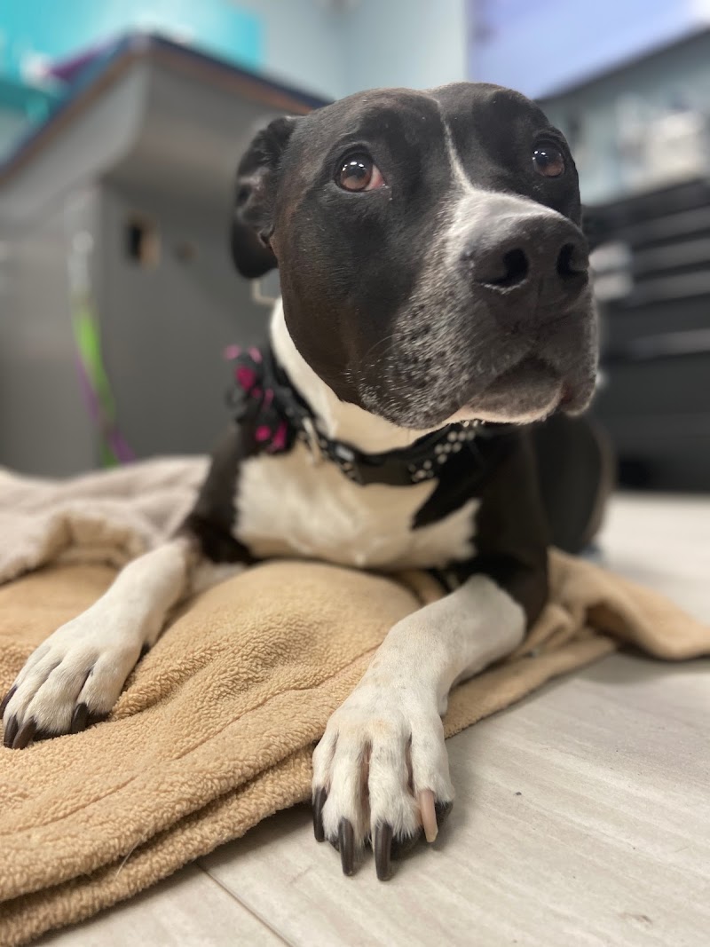 Lenity Vet Specialists + Emergency Care
