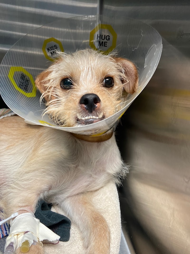 Lenity Vet Specialists + Emergency Care