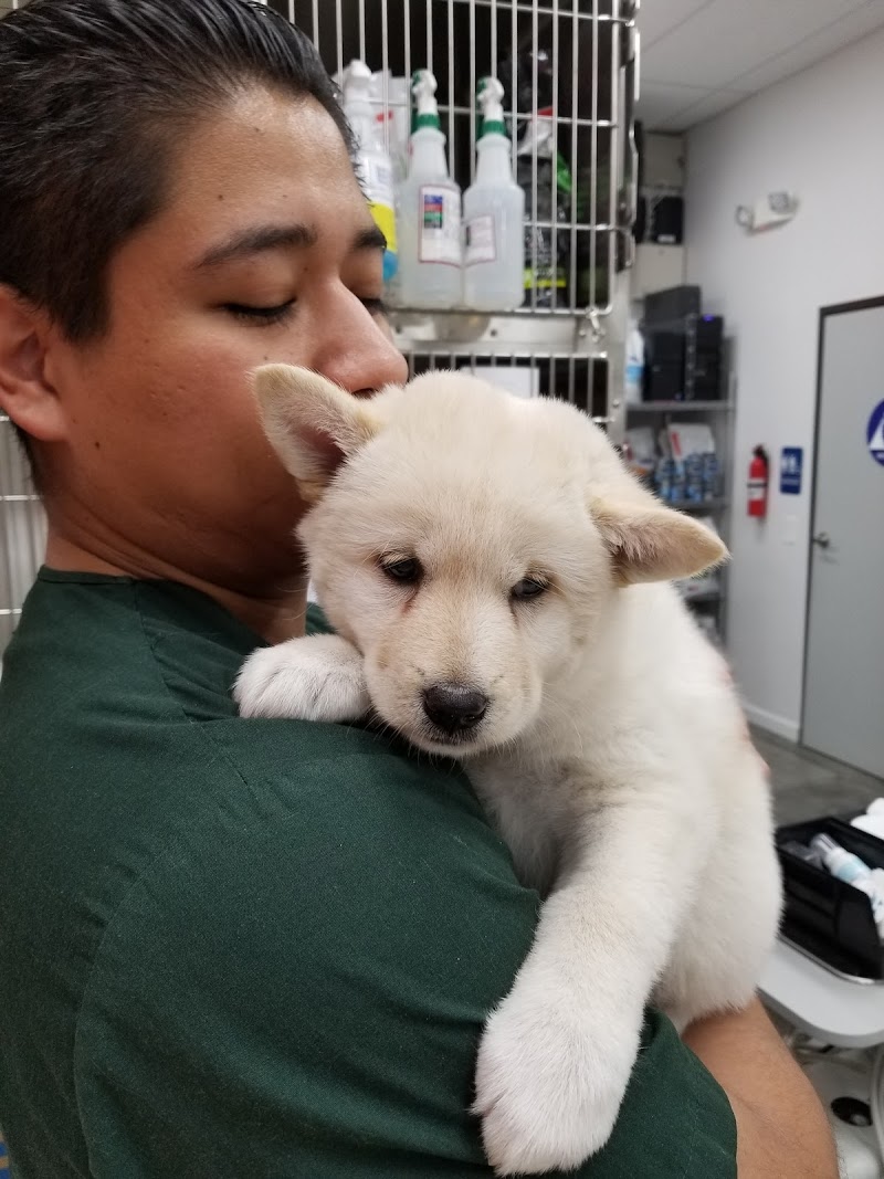Angel City Animal Hospital