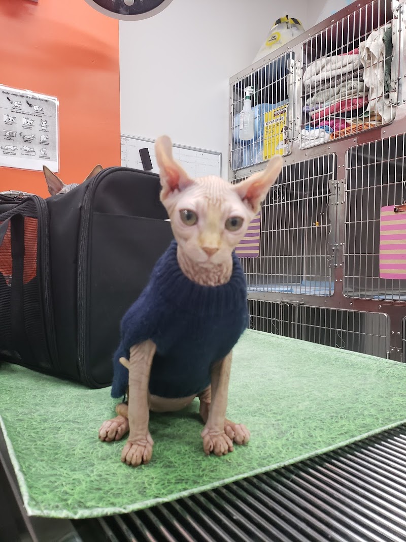 Angel City Animal Hospital