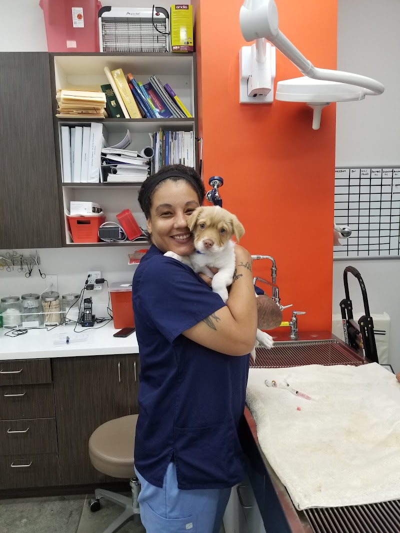Angel City Animal Hospital