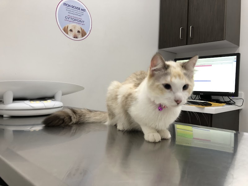Angel City Animal Hospital
