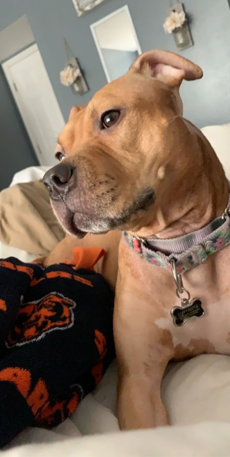 Integrative Vet Oncology