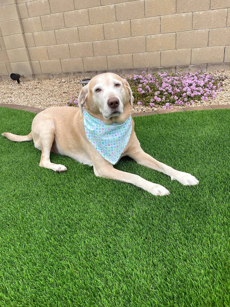 Integrative Vet Oncology - Phoenix