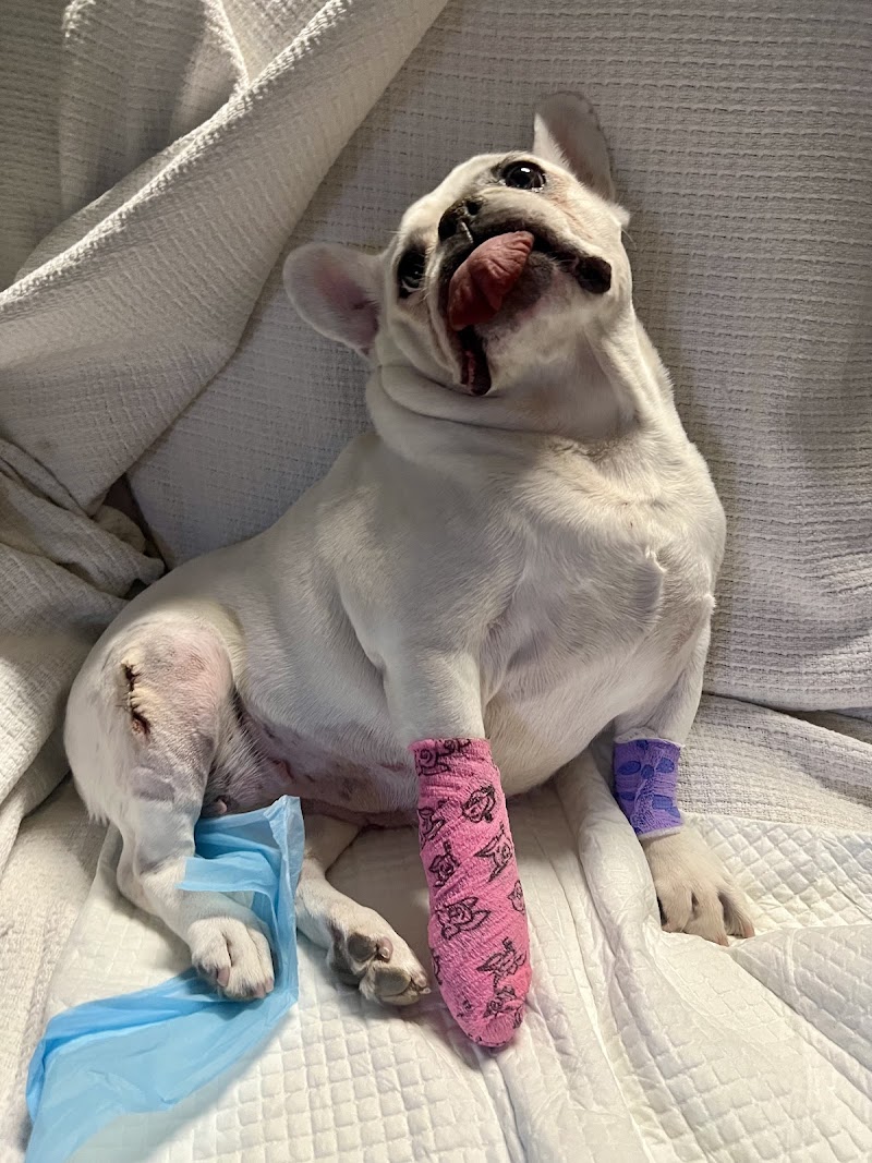Integrative Vet Oncology