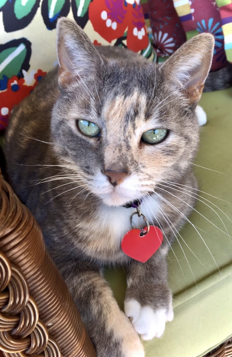 Mission Valley Pet Clinic