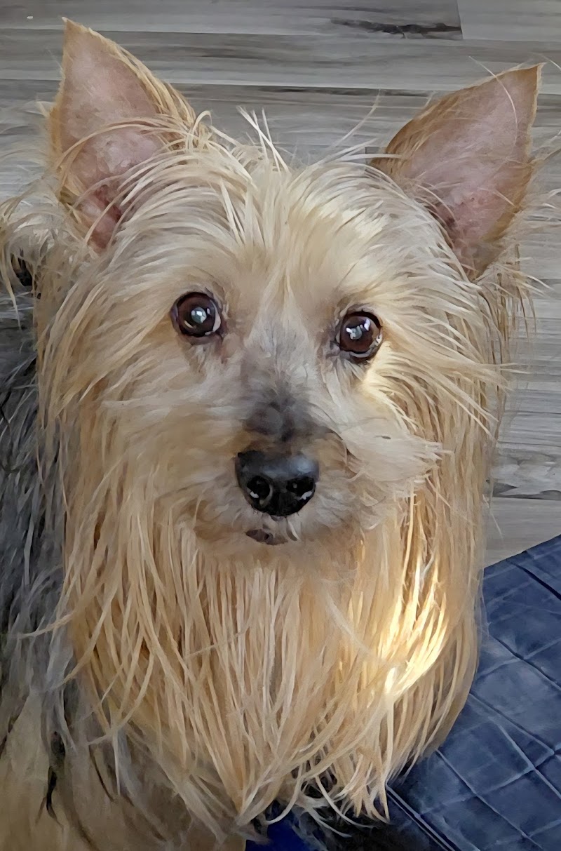 Animal Hospital and Emergency Clinic of Conroe
