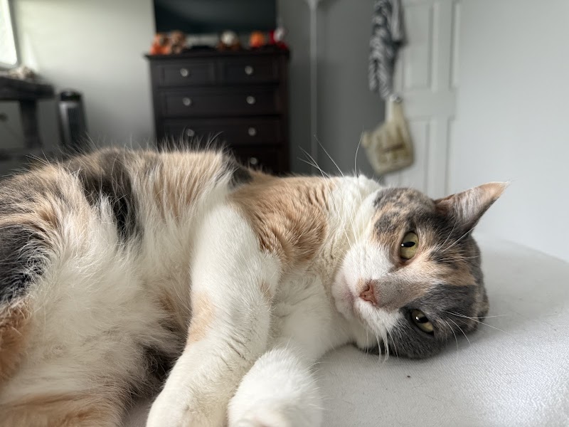 United Vision Pet Partners