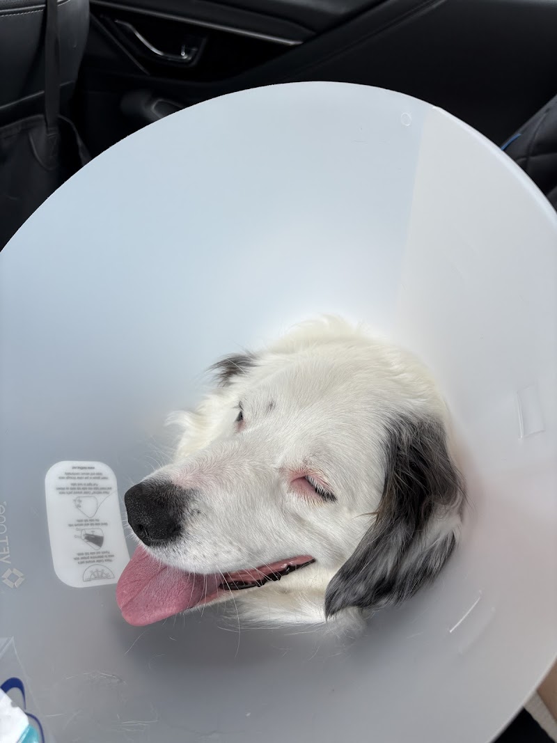 United Vision Pet Partners