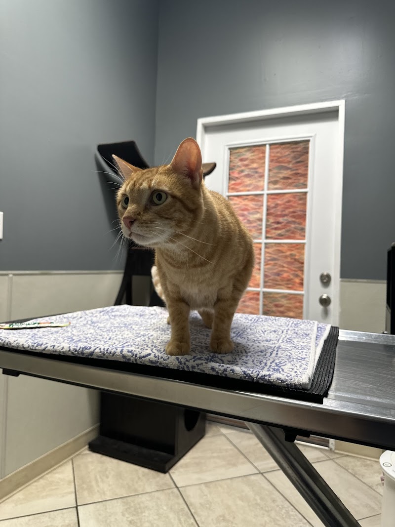 Balboa Veterinary Hospital