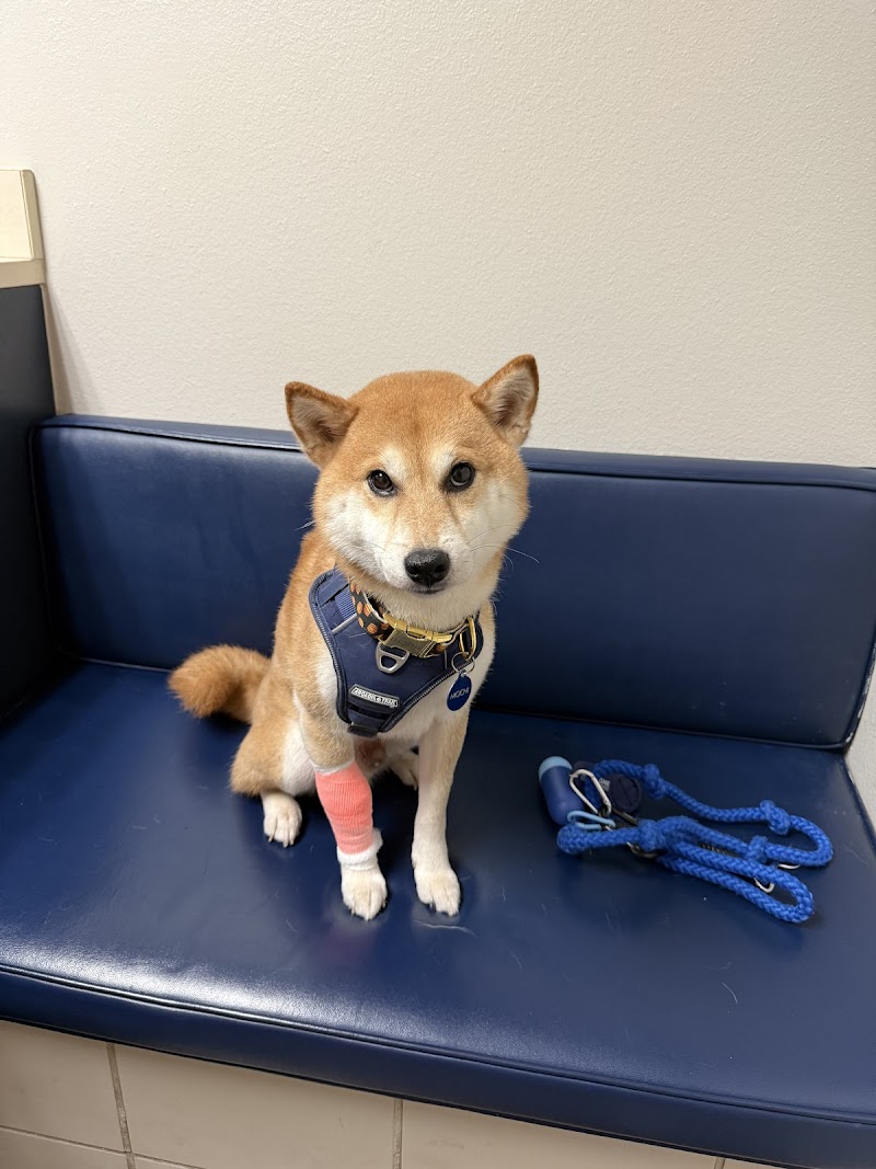 Balboa Veterinary Hospital