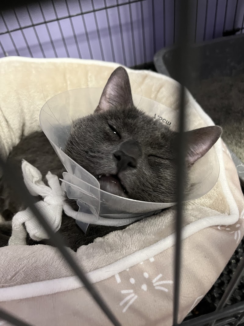 Animal Medical Center of New England